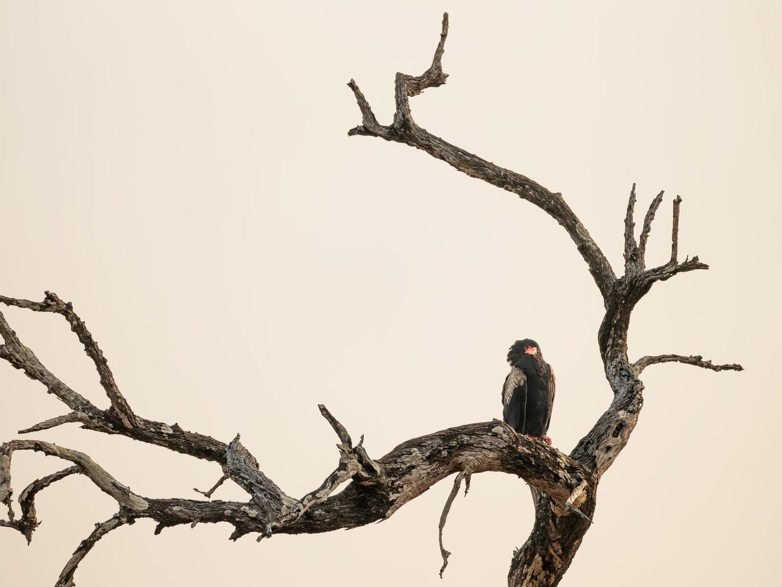 South Luangwa — 17