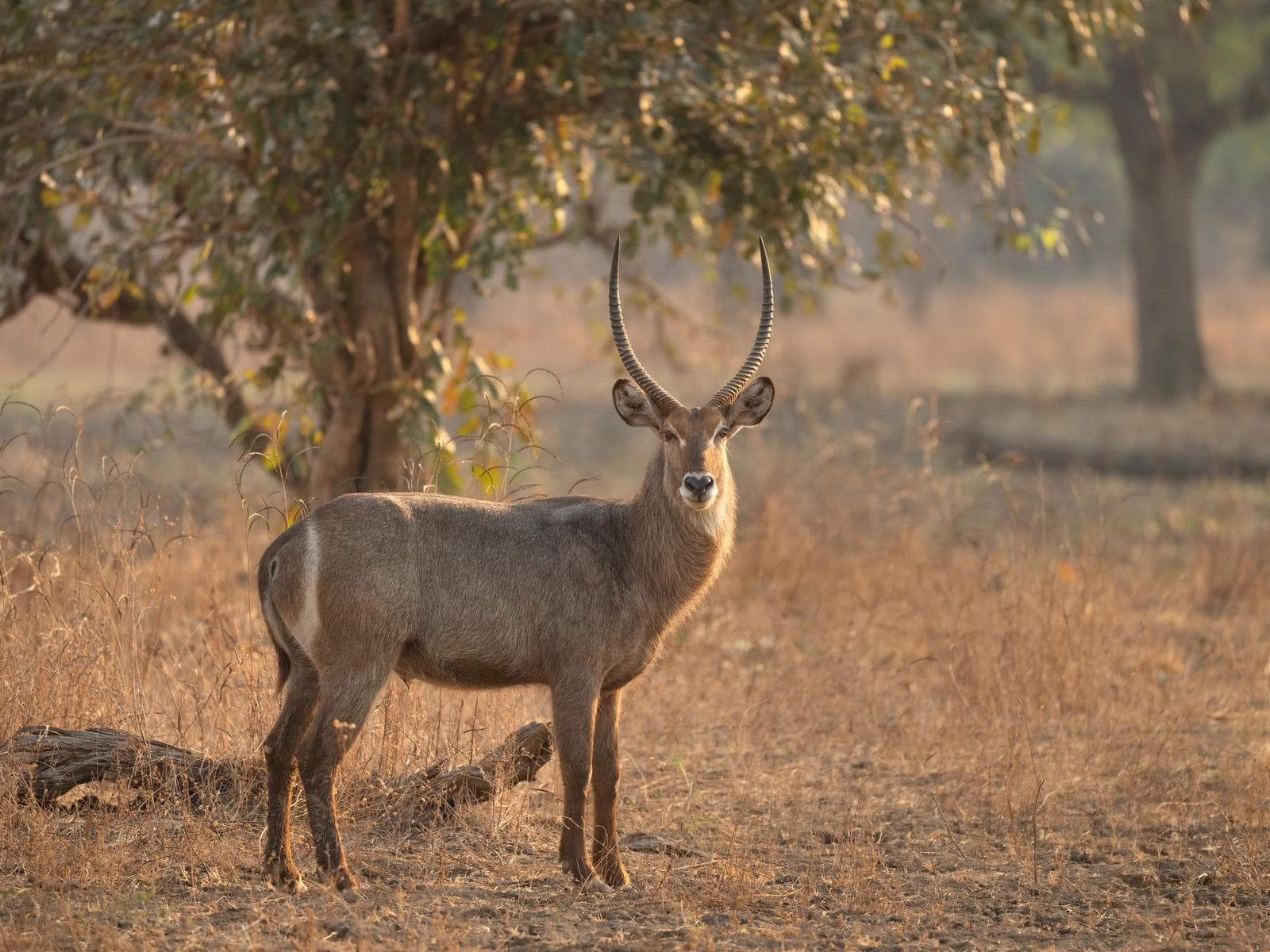 South Luangwa — 18