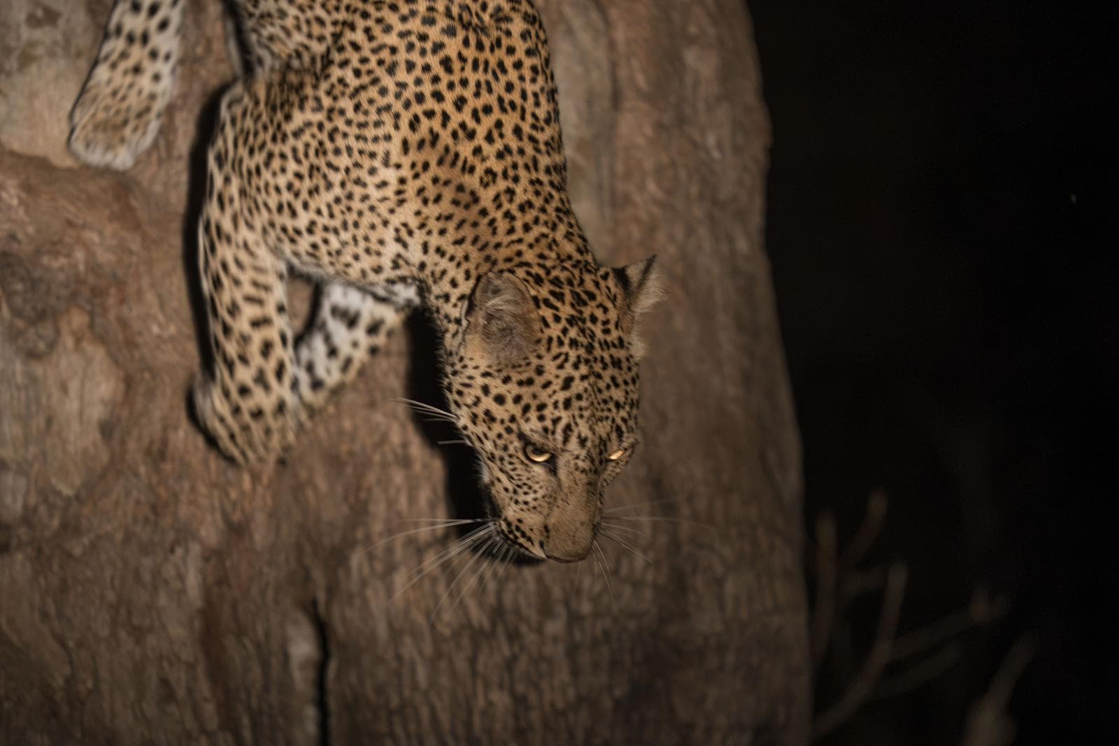 South Luangwa — 19