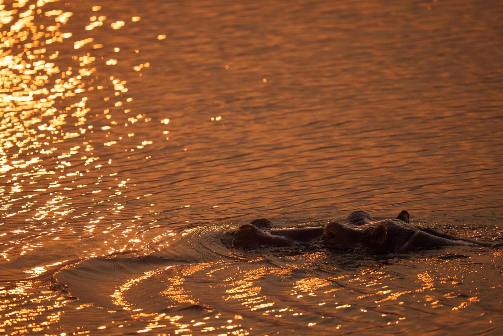 South Luangwa — 48