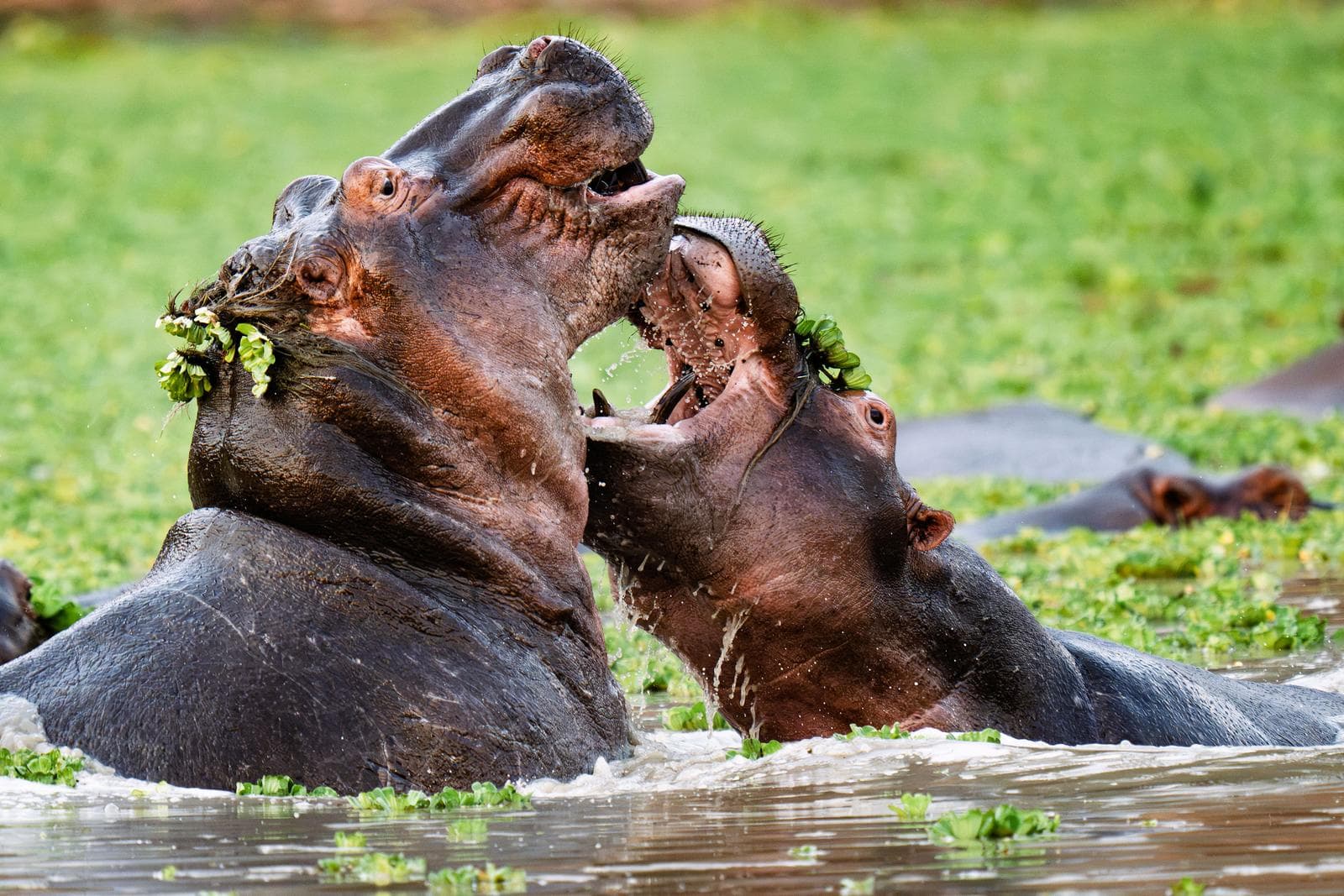 South Luangwa — 2