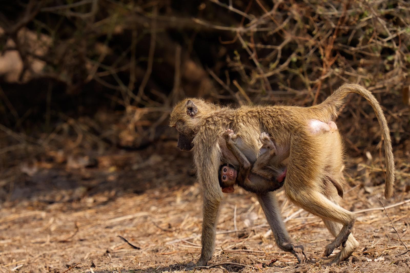 South Luangwa — 16