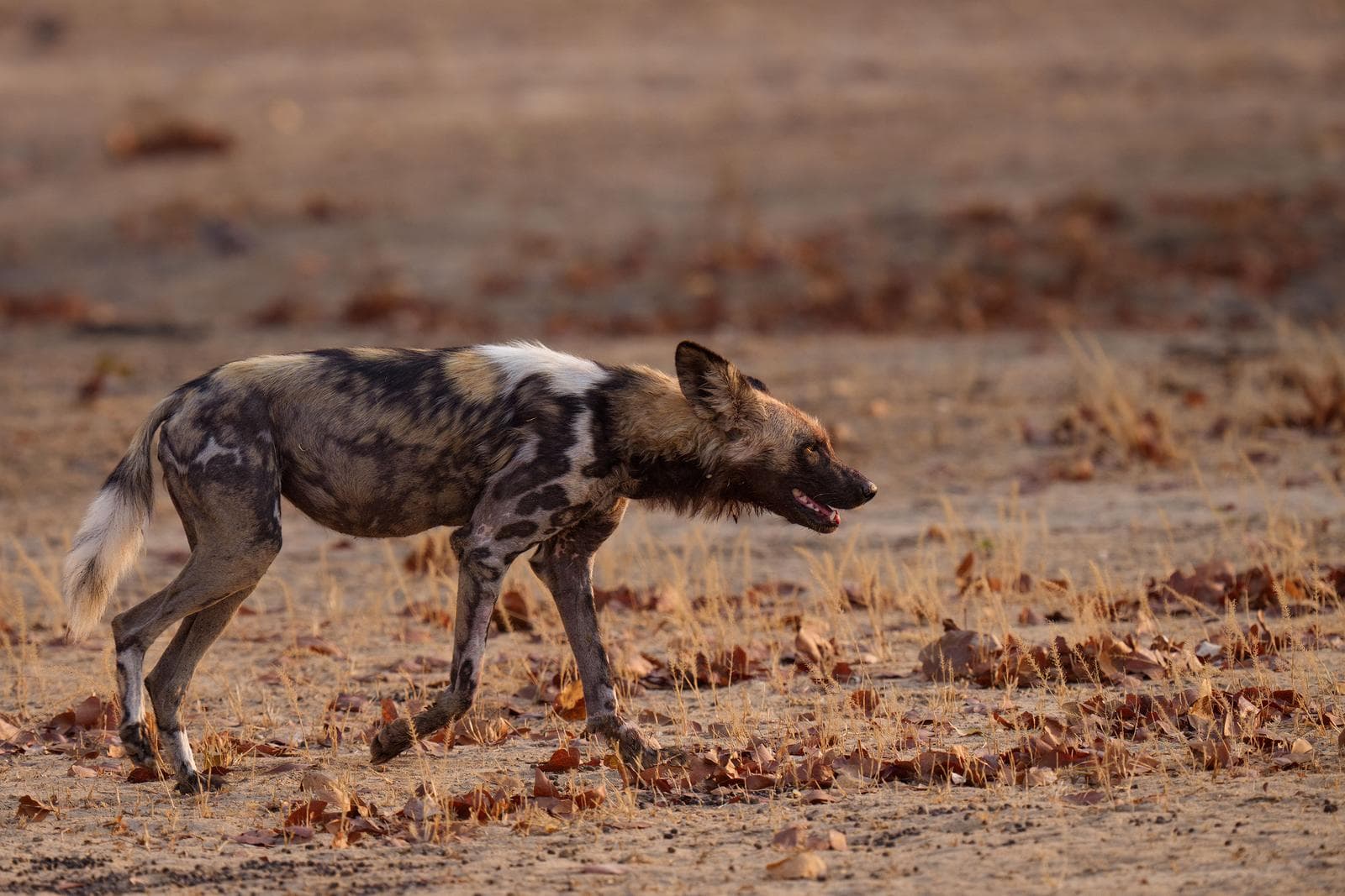 South Luangwa — 12