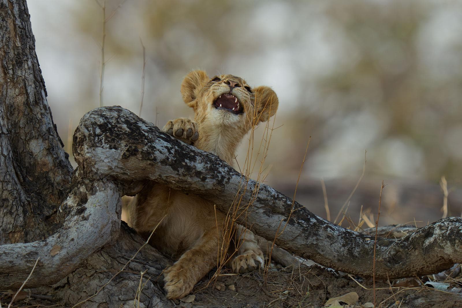 South Luangwa — 11