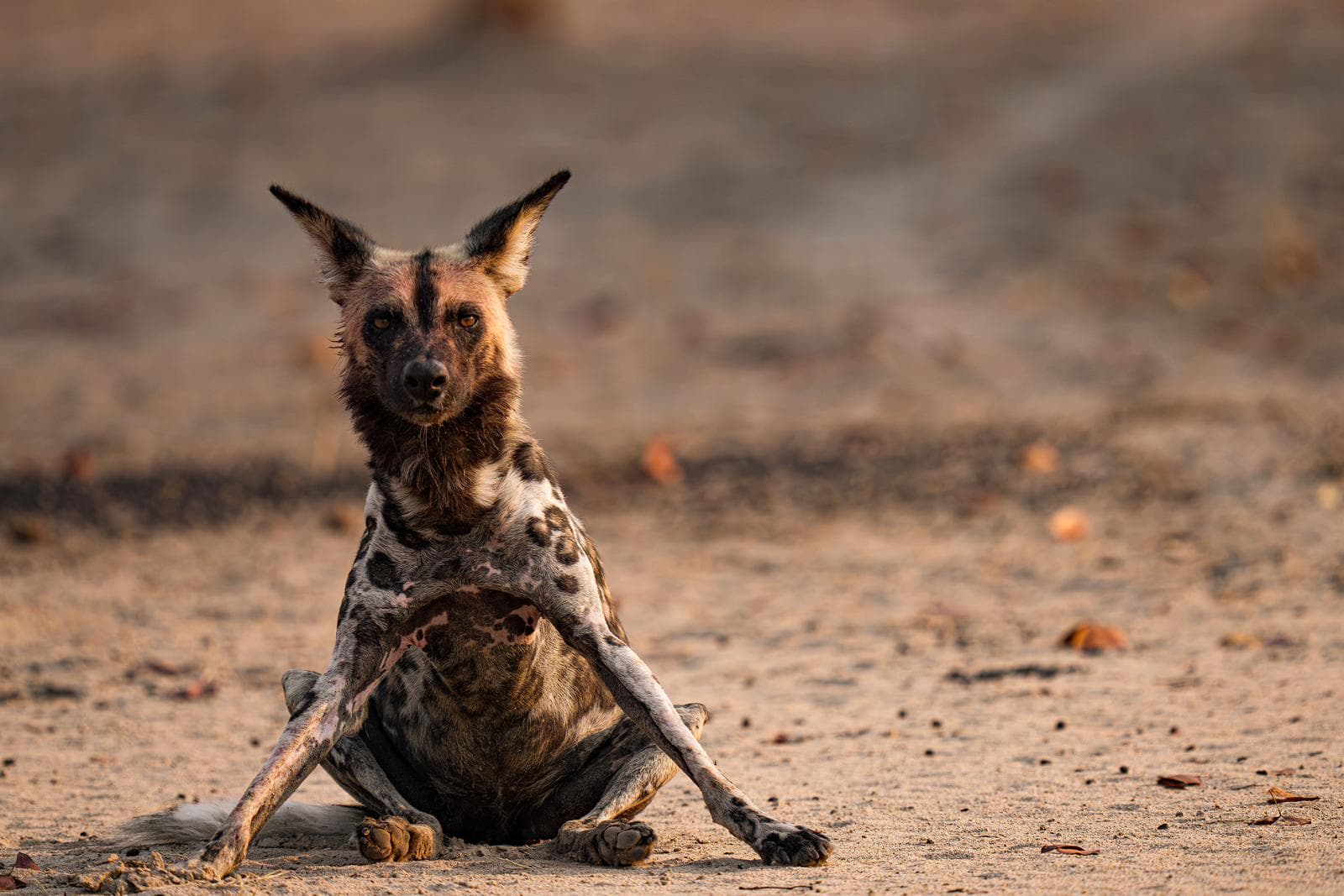 South Luangwa — 6