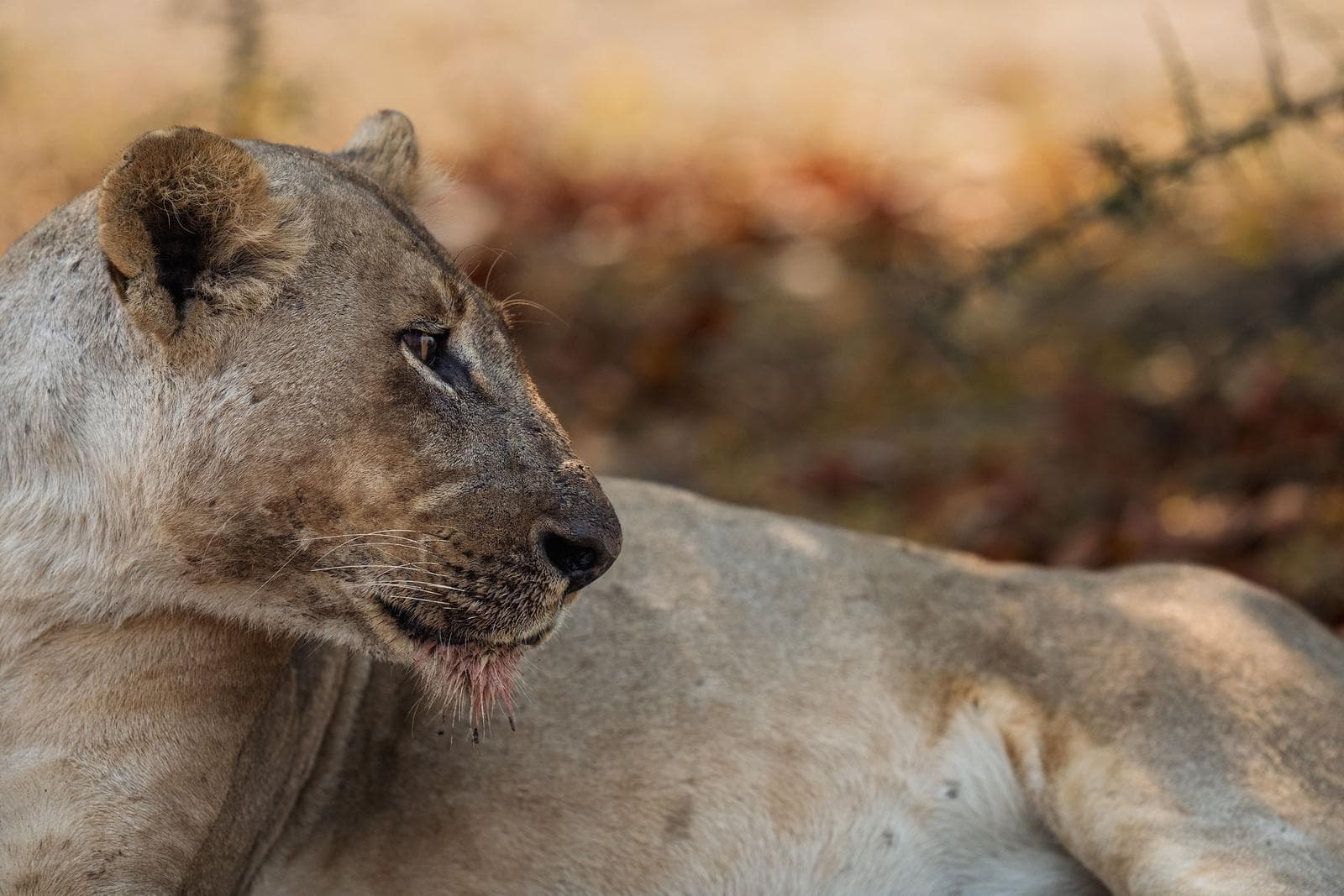 South Luangwa — 8