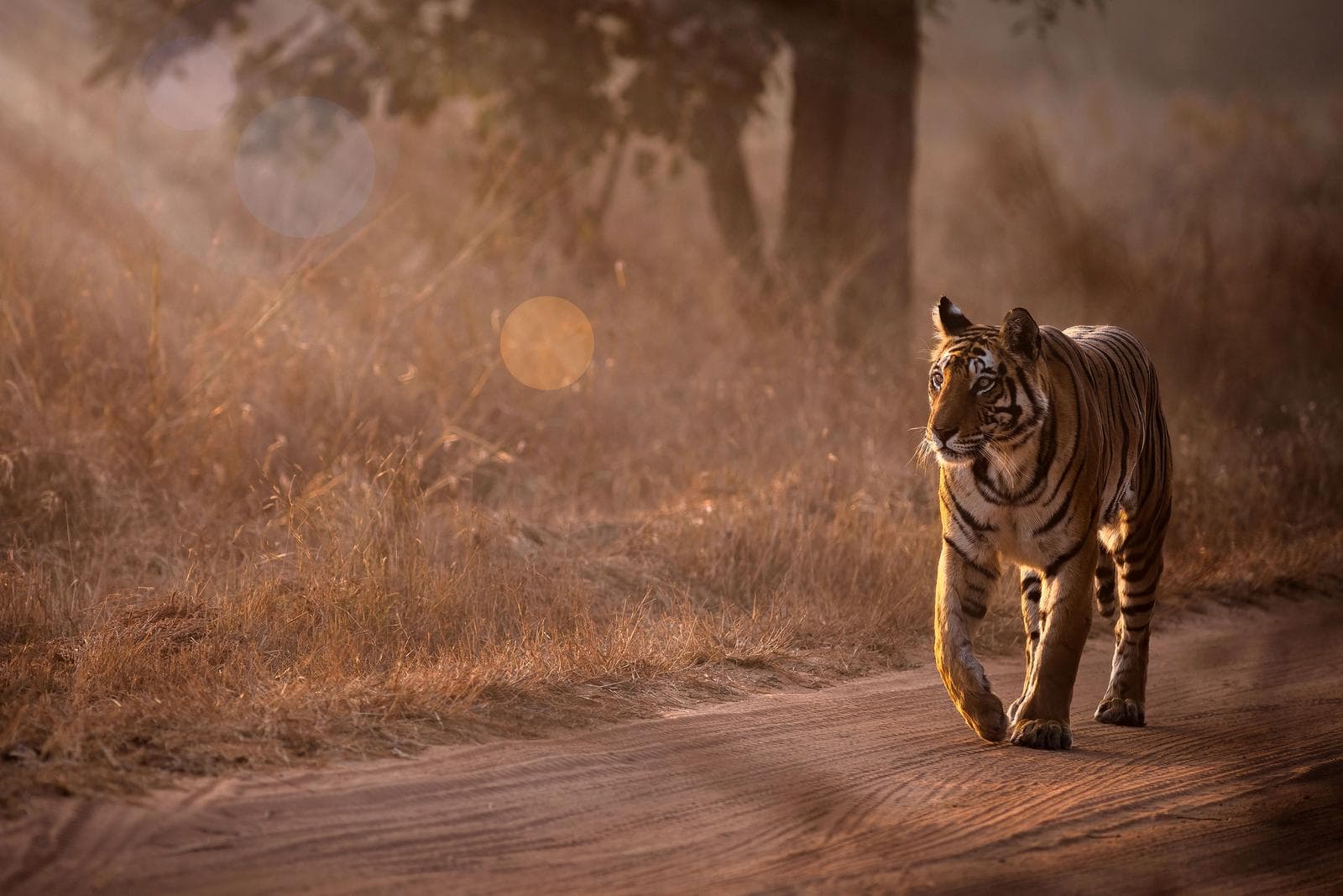 Tiger's Realm – Bandhavgarh