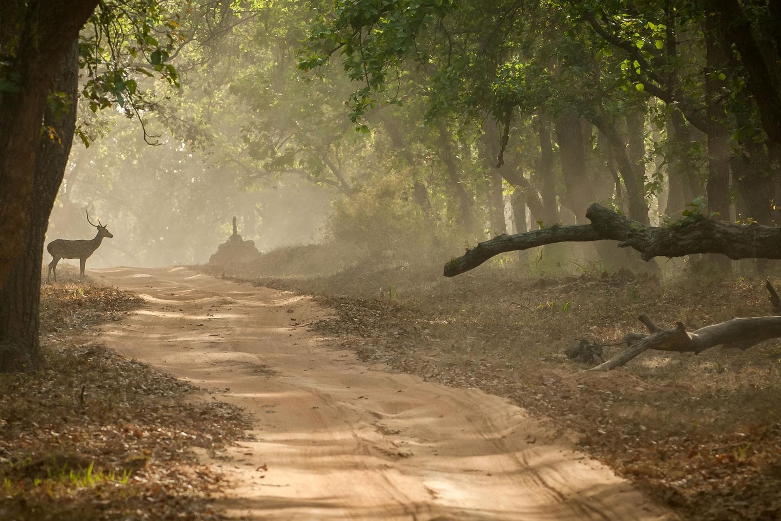 Tiger's Realm – Bandhavgarh