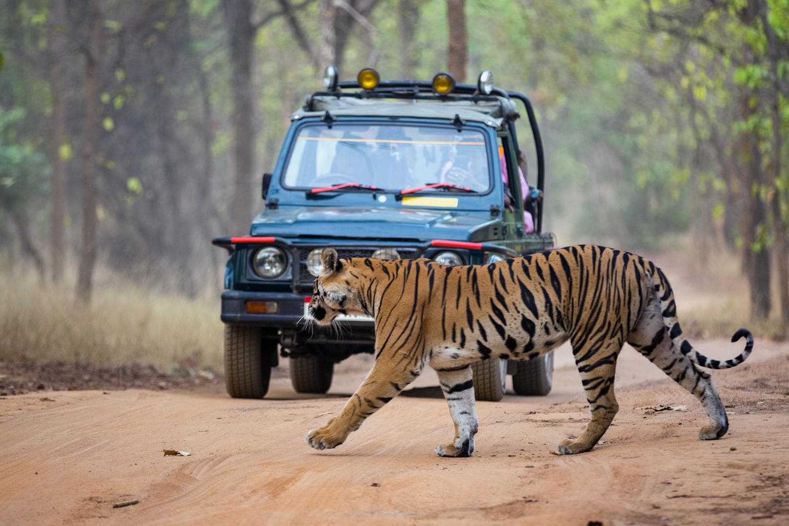 Tiger's Realm – Bandhavgarh