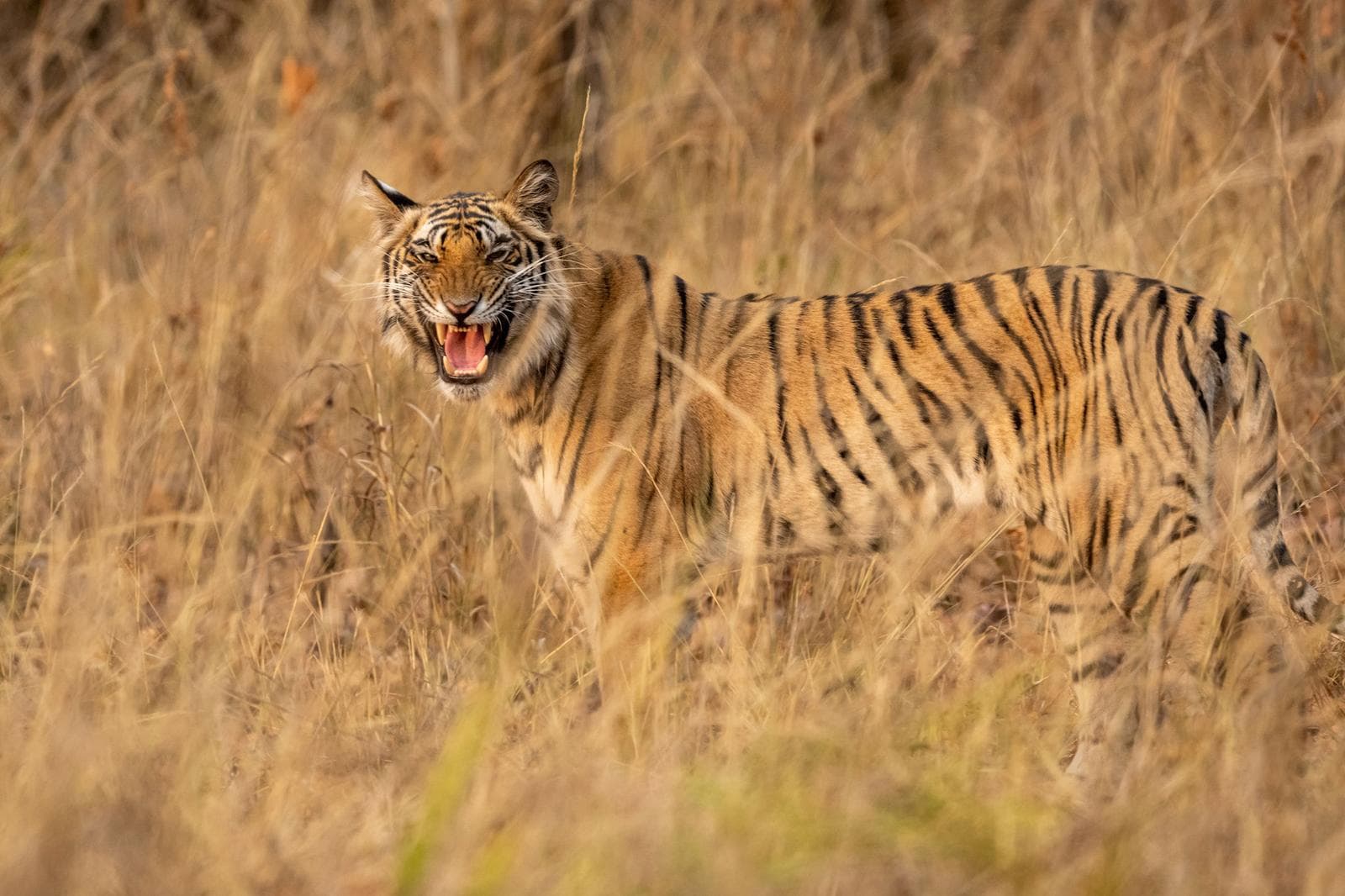 Tiger's Realm – Bandhavgarh