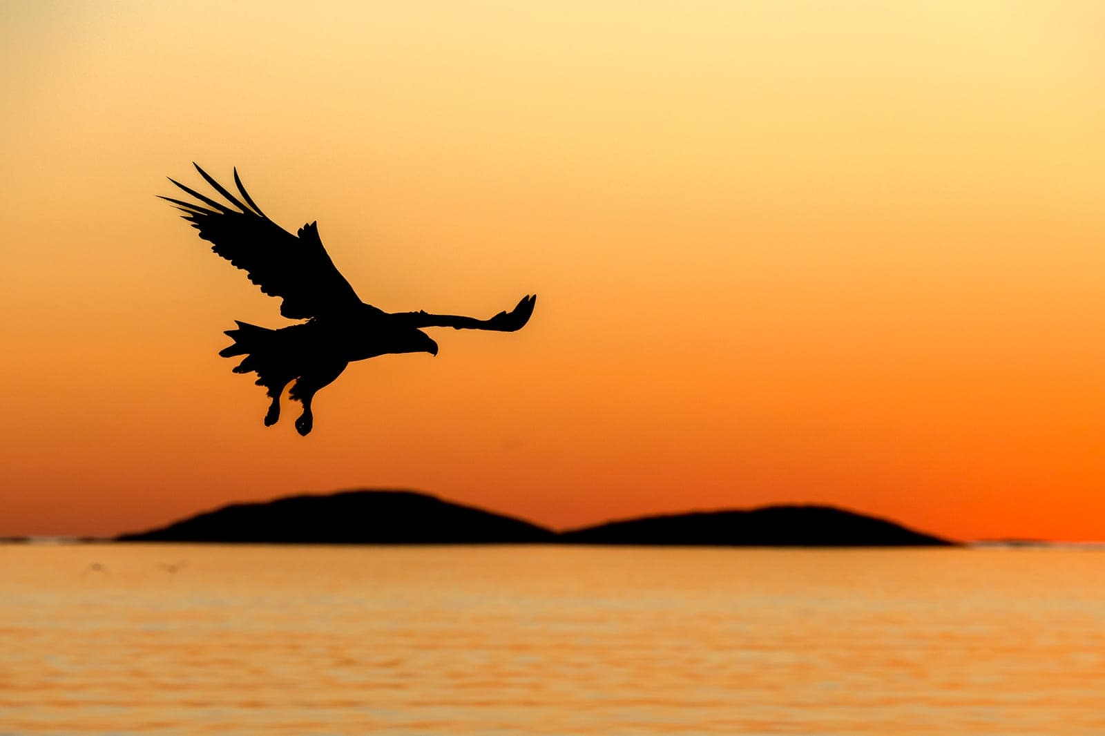 Verantwortungsvolle Tierfotografie – Ethische Richtlinien für nachhaltigen Ökotourismus