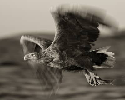 Capercaillie and White-tailed Eagle — 32