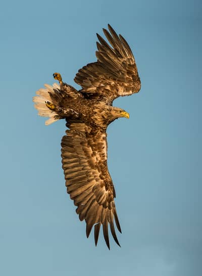 Capercaillie and White-tailed Eagle — 26
