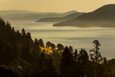 Capercaillie and White-tailed Eagle — 34