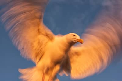 Capercaillie and White-tailed Eagle — 24