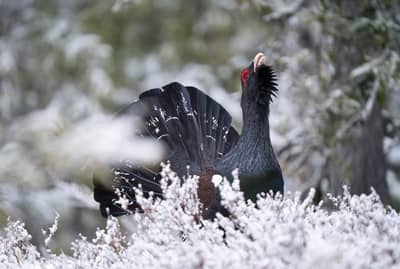 Capercaillie and White-tailed Eagle — 21