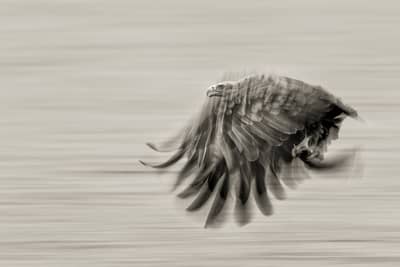 Capercaillie and White-tailed Eagle — 25