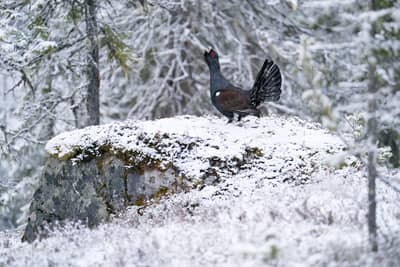 Capercaillie and White-tailed Eagle — 19