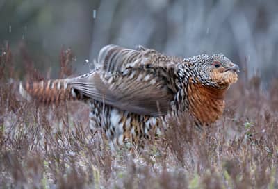 Capercaillie and White-tailed Eagle — 22