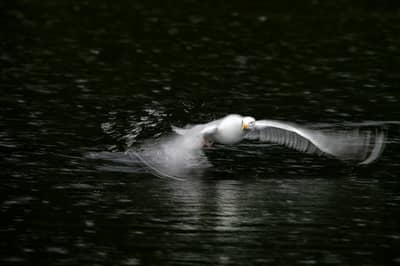 Capercaillie and White-tailed Eagle — 4