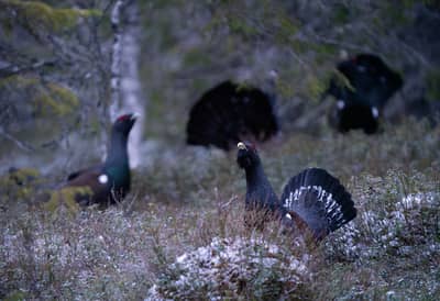 Capercaillie and White-tailed Eagle — 11