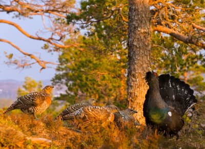 Capercaillie and White-tailed Eagle — 28