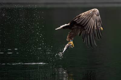 Capercaillie and White-tailed Eagle — 15
