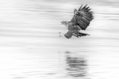 Capercaillie and White-tailed Eagle — 30