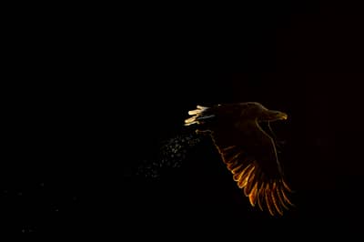 Capercaillie and White-tailed Eagle — 2