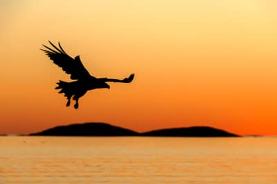 Capercaillie and White-tailed Eagle — 9