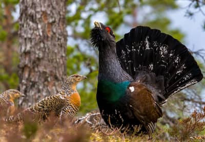 Capercaillie and White-tailed Eagle — 13