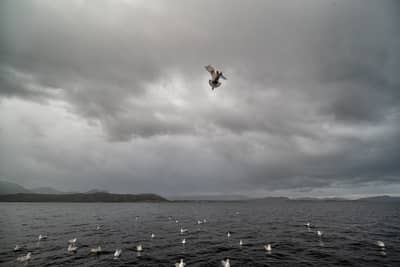 Capercaillie and White-tailed Eagle — 16