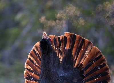 Capercaillie and White-tailed Eagle — 27