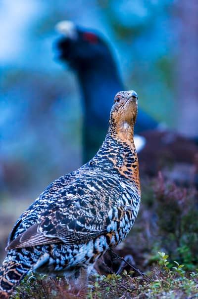 Capercaillie and White-tailed Eagle — 23