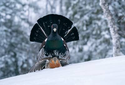 Capercaillie and White-tailed Eagle — 3