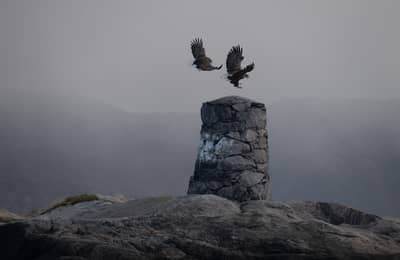 Capercaillie and White-tailed Eagle — 5
