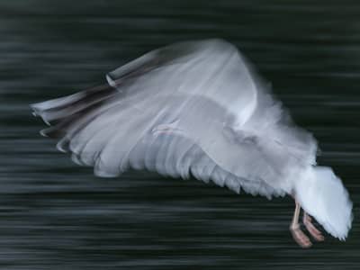 Capercaillie and White-tailed Eagle — 8