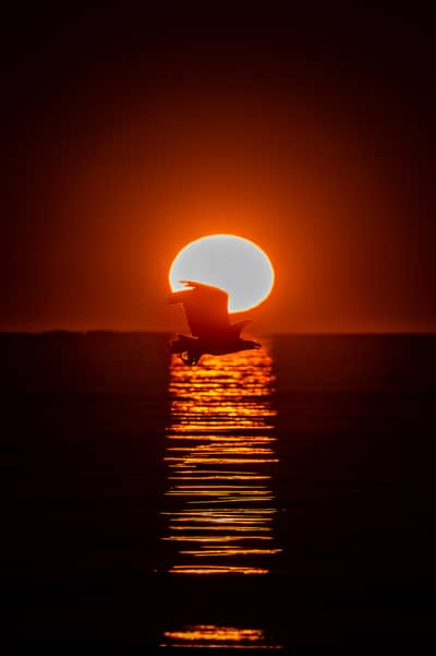 Capercaillie and White-tailed Eagle — 20