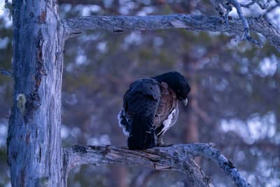 Capercaillie and White-tailed Eagle — 14