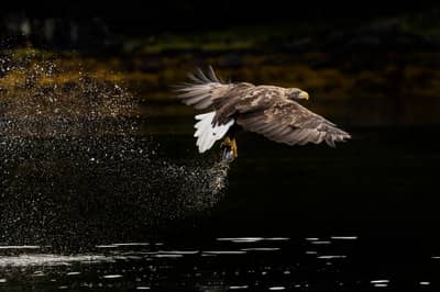 Capercaillie and White-tailed Eagle — 31