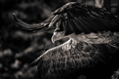 Capercaillie and White-tailed Eagle — 29