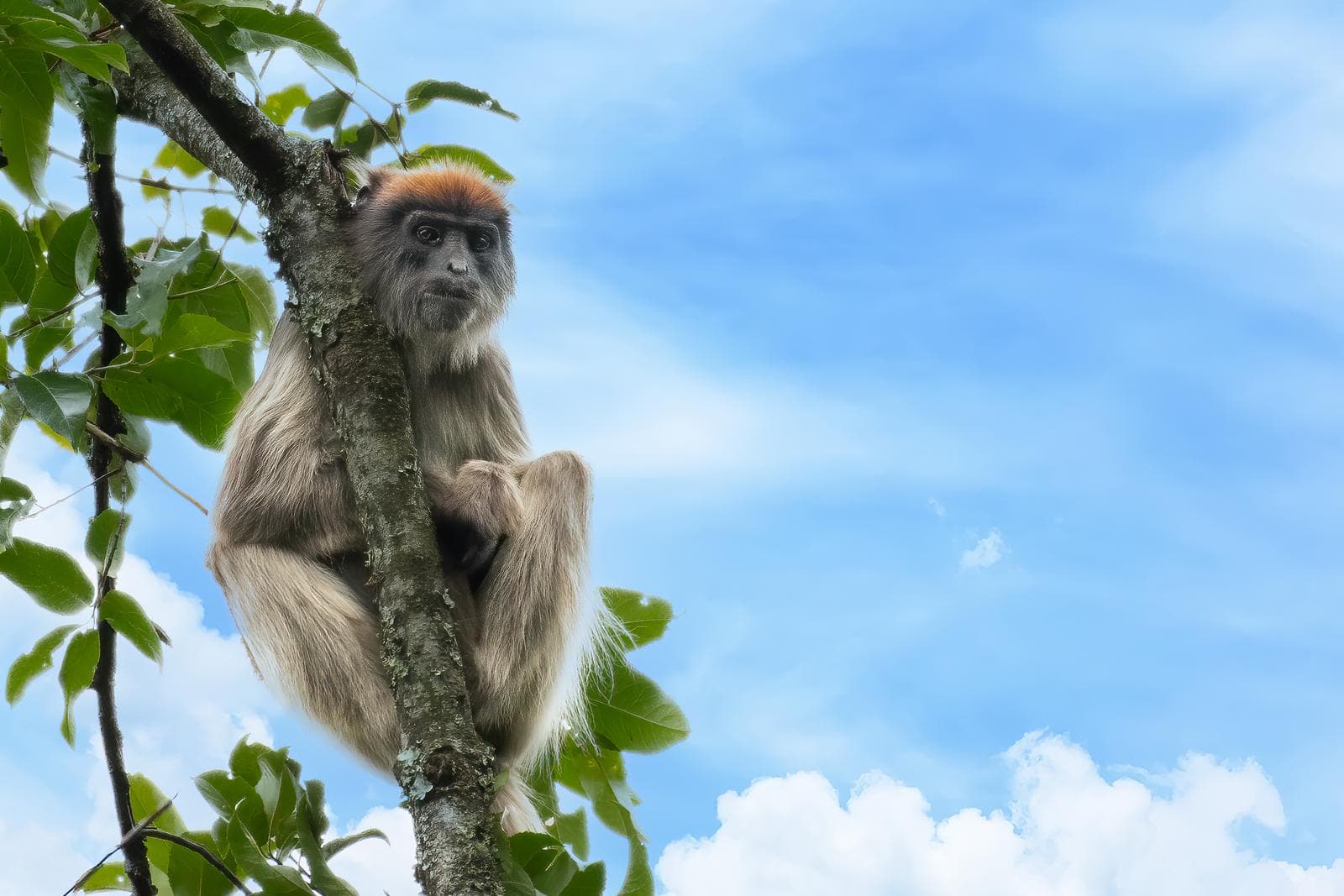 Uganda - Primates