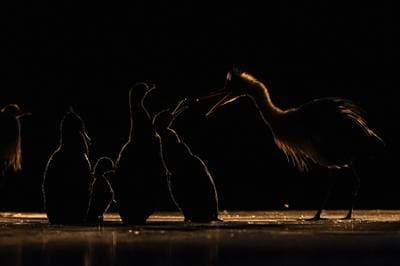 Hongarije winter — 2