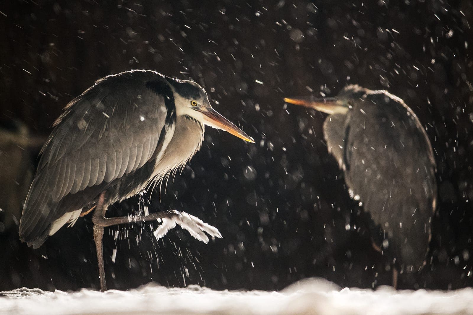 Hungary winter