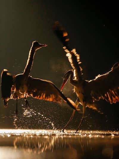 Hongarije winter — 20