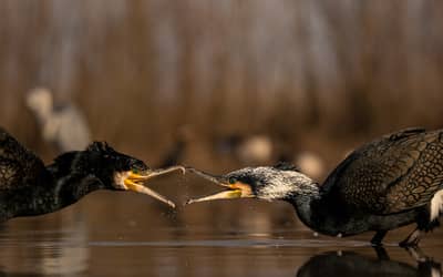 Hongarije winter — 19