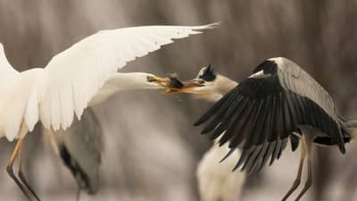 Hongarije winter — 33