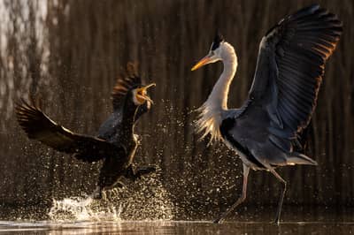 Hongarije winter — 26