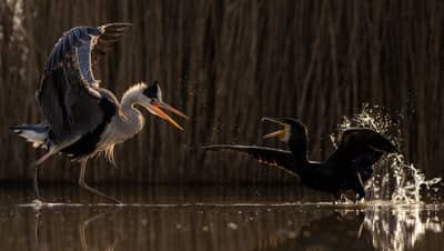 Hongarije winter — 8