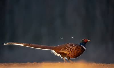 Hongarije winter — 22